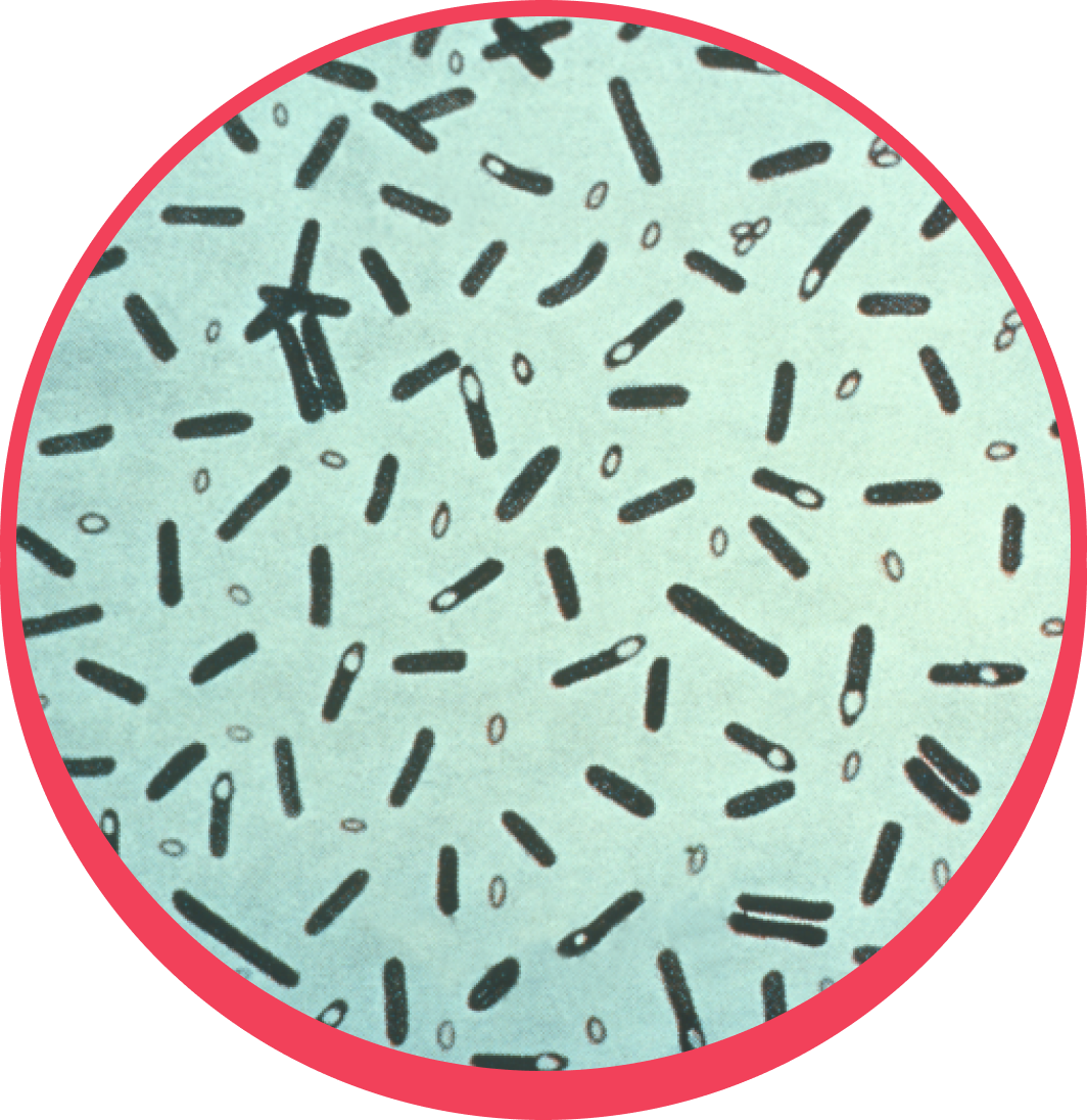 Clostridium spp.